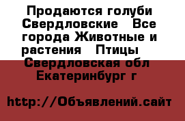Продаются голуби Свердловские - Все города Животные и растения » Птицы   . Свердловская обл.,Екатеринбург г.